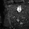 ねこ。