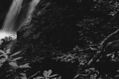 thE forest