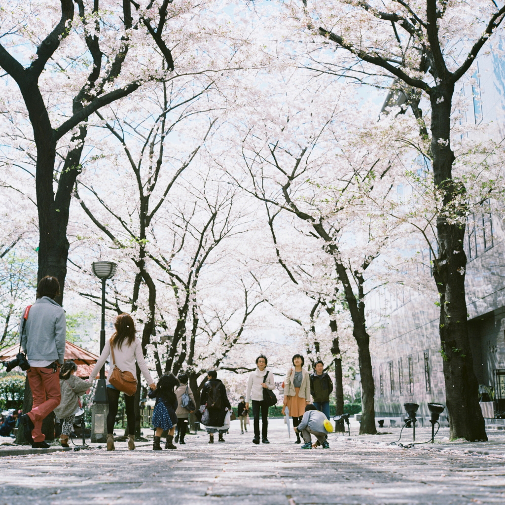 桜のある風景