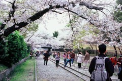 Velvia × 桜