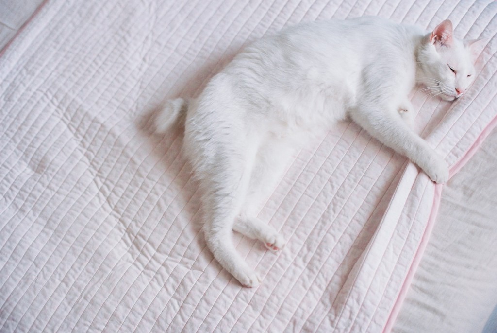 ひるねこ。