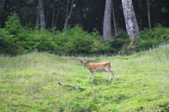 見つめる野生