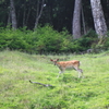 見つめる野生