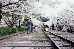 Velvia × 桜 