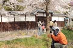 桜仮面