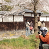 桜仮面