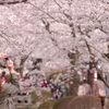 春ごころ