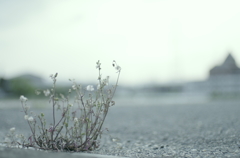 生きてこそ