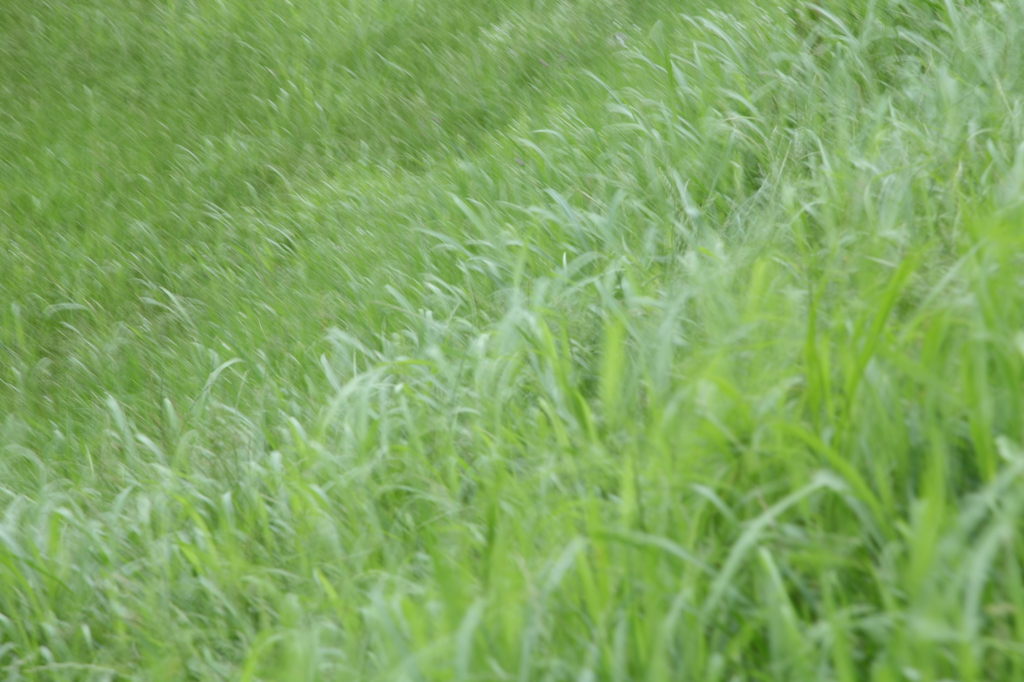 風