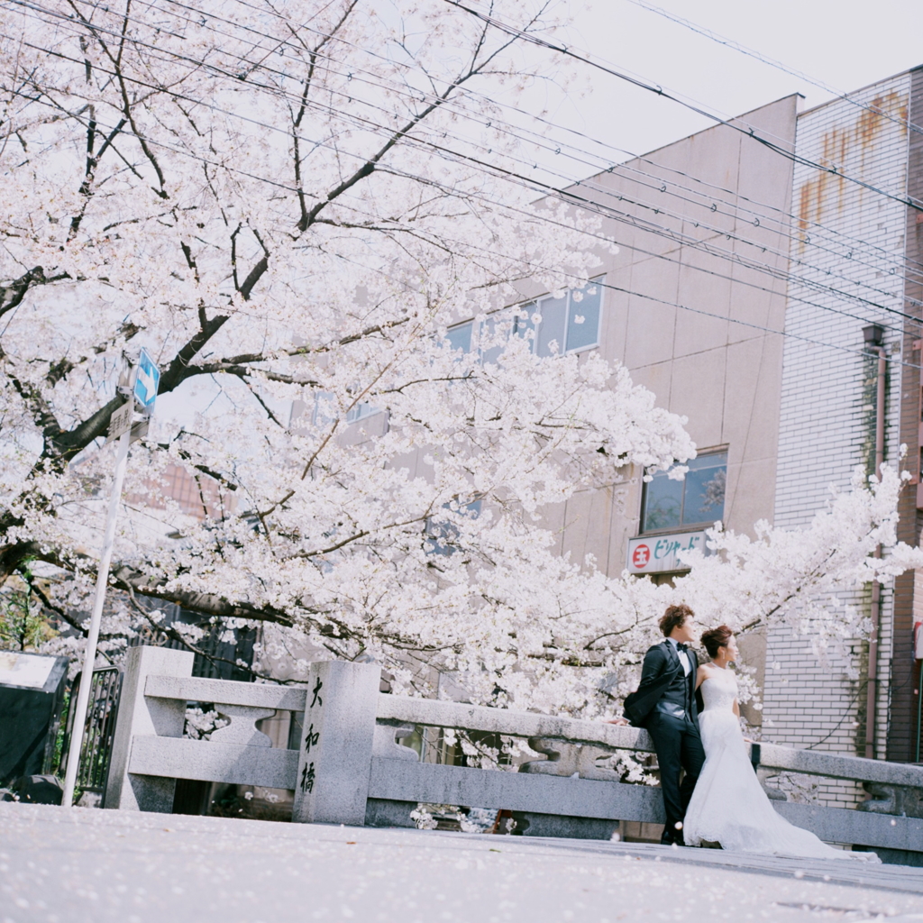 Sakura Wedding.