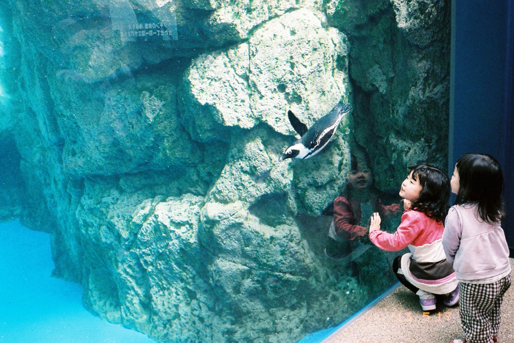 ペンギンさん