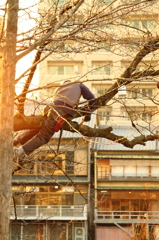 木のぼり