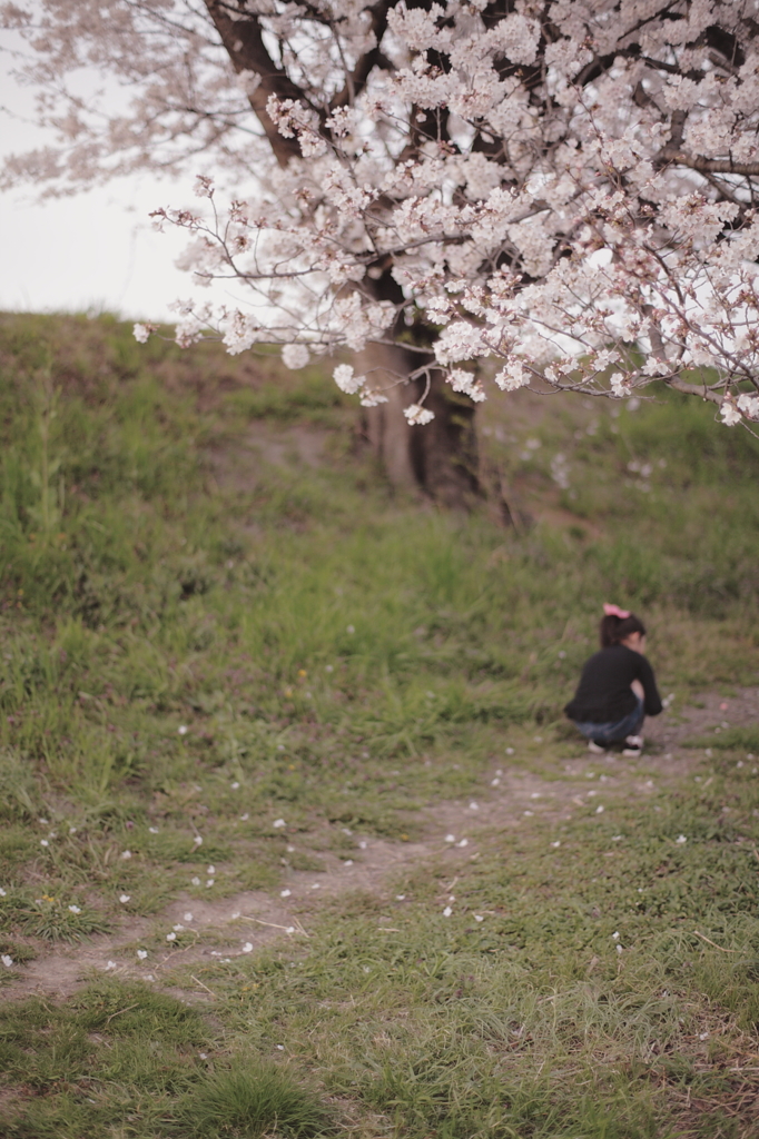 桜と少女の思い出