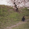 桜と少女の思い出