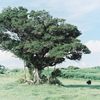 tree.