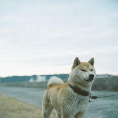 どうも、犬島の犬です。