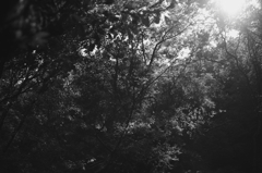 the foRest