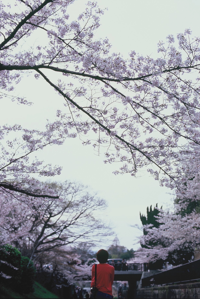 Velvia × 桜