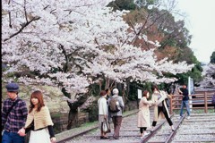 Velvia × 桜 