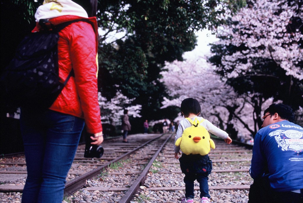 Velvia × 桜 