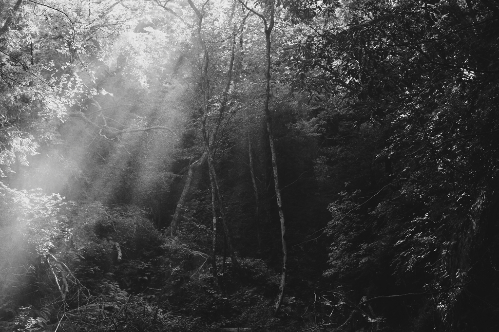 the Forest