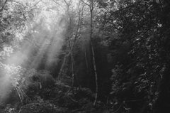 the Forest