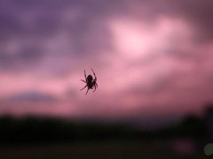 雲にかかる蜘蛛