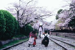 Velvia × 桜 