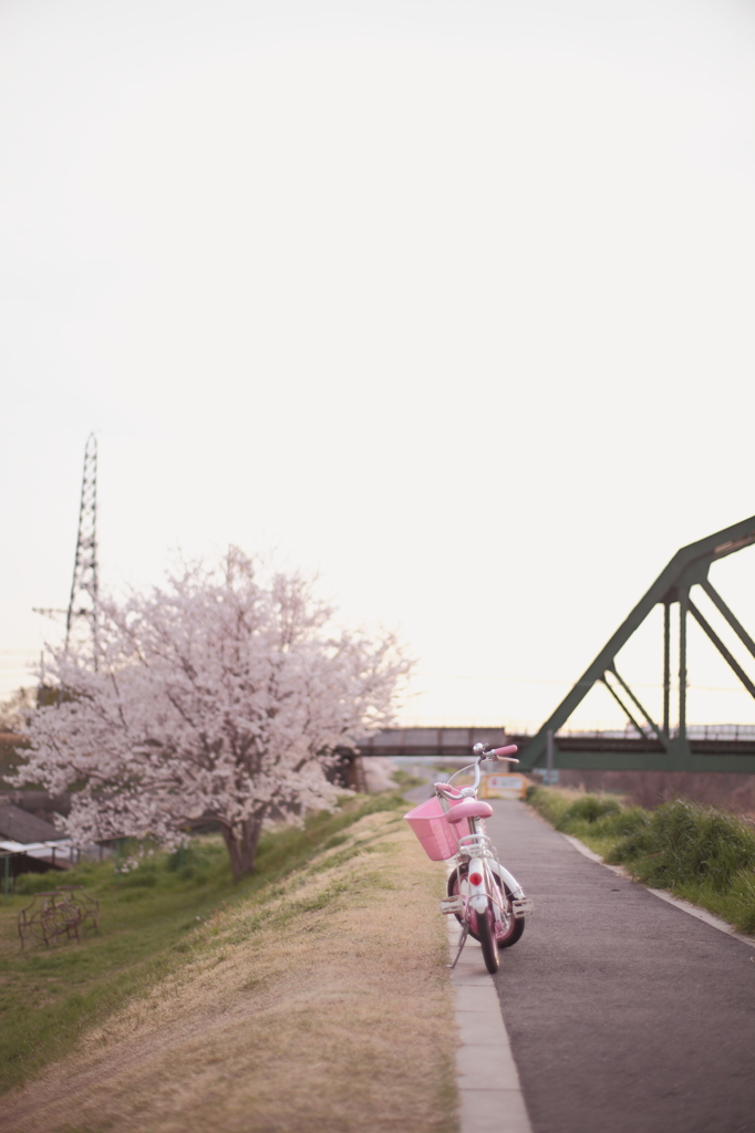 桜色