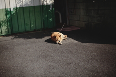 居眠りジョニー