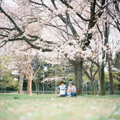 桜の木の下で