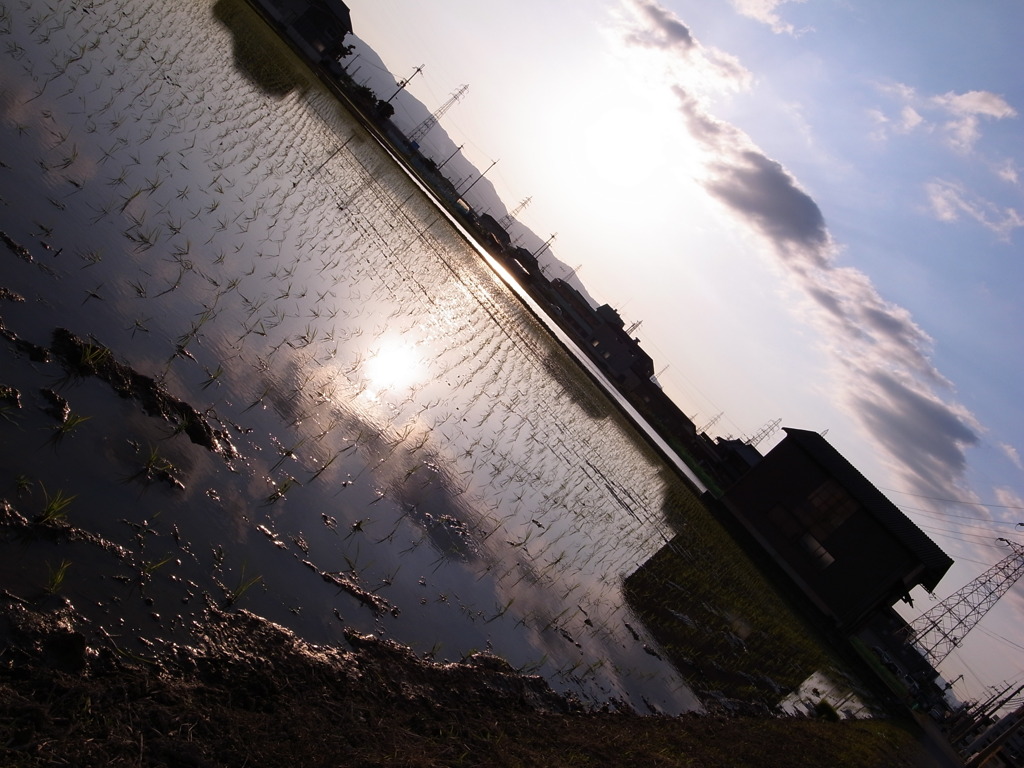 田んぼの中の夕暮れ