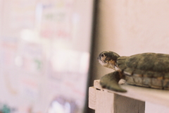 想ふこと