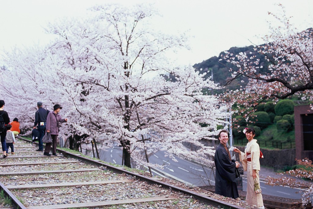 Velvia × 桜 
