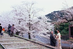 Velvia × 桜 