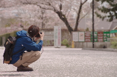 桜が舞うとき