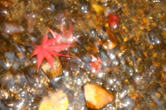 輝く水と紅葉