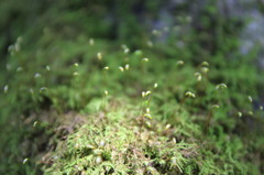 いのちの芽生え