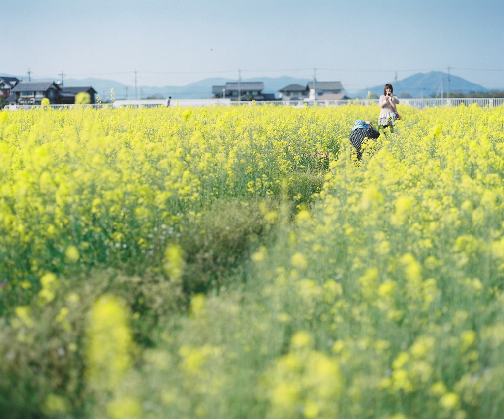 菜の花畑にて