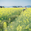 菜の花畑にて