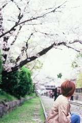 Velvia × 桜 