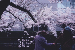 Velvia × 桜 