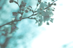 in my dream