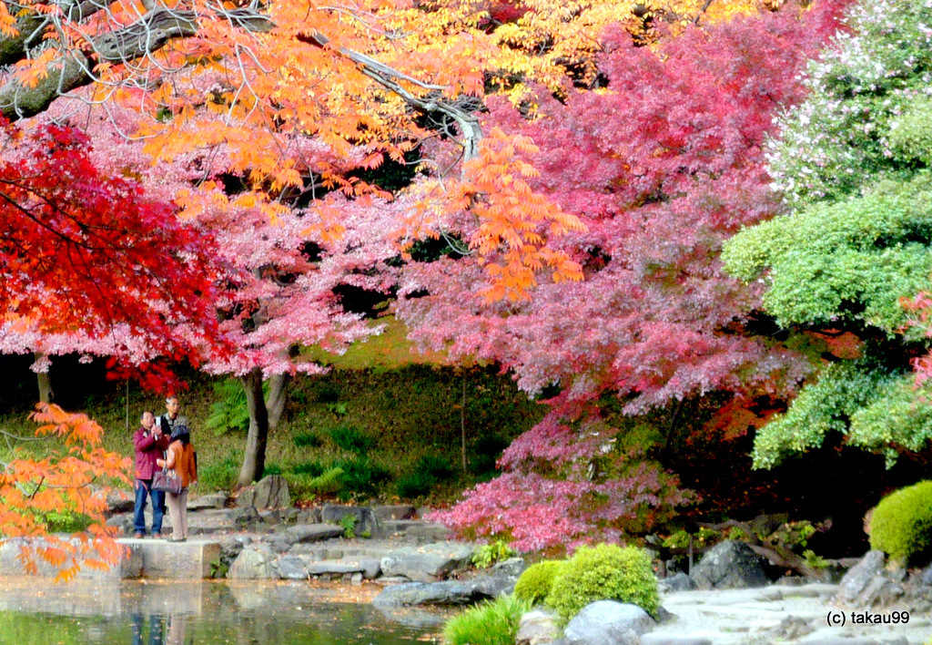 紅葉色とりどり