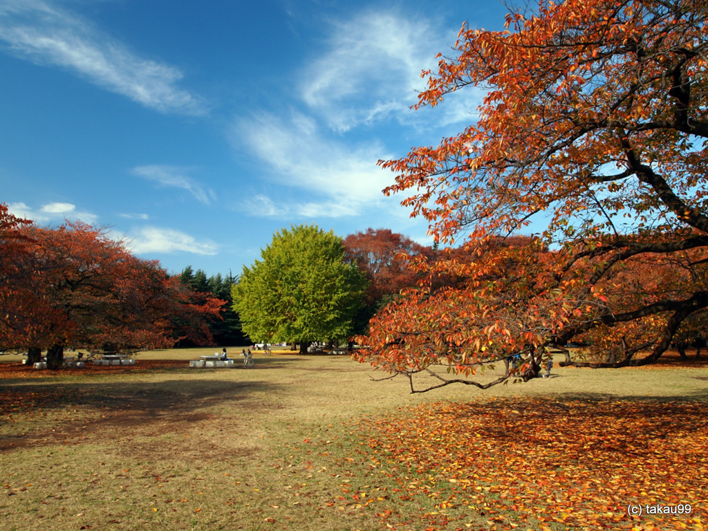 光が丘公園の風景