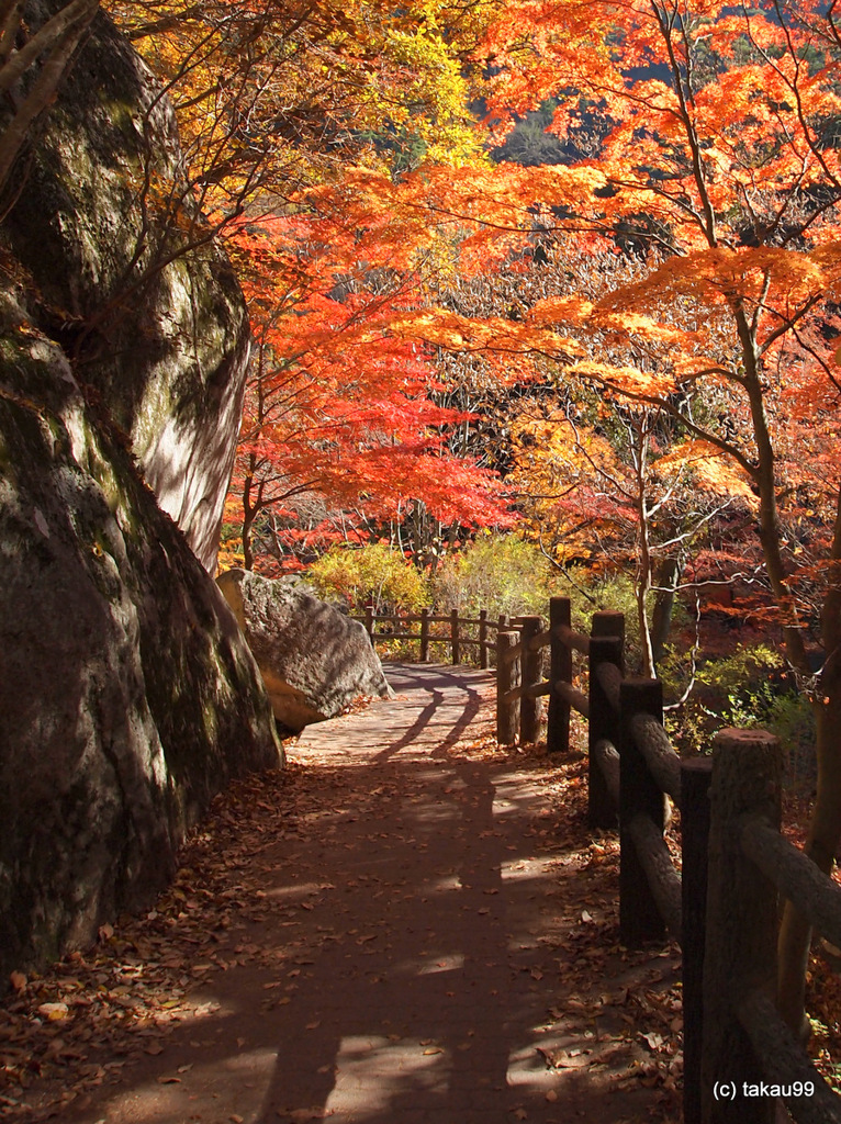 紅葉のトンネル