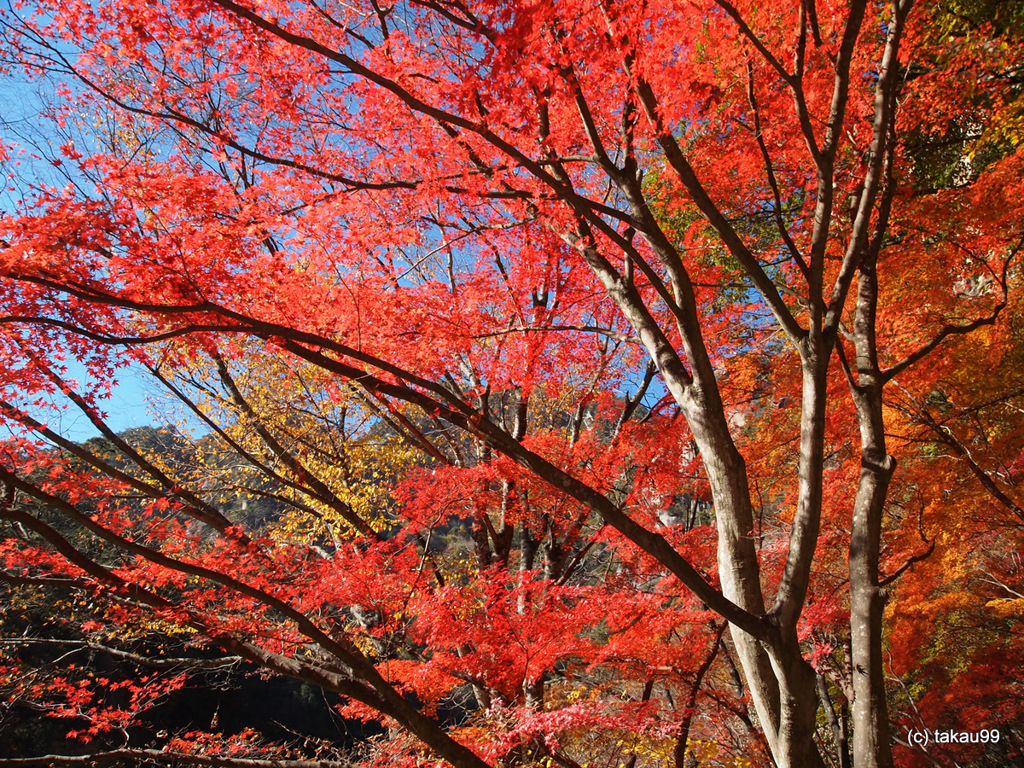 真紅の紅葉