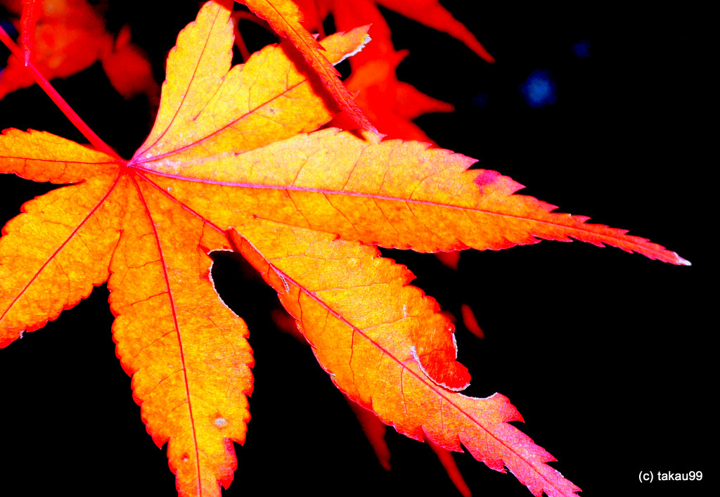 紅葉