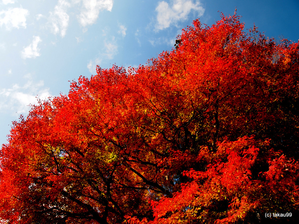 真紅の紅葉