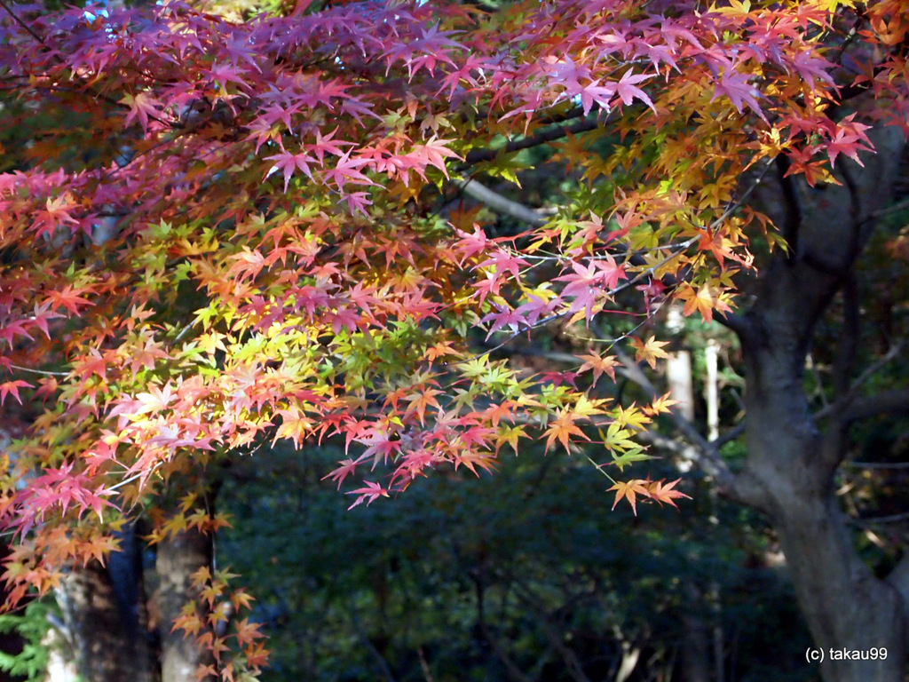 穏やかな色の紅葉